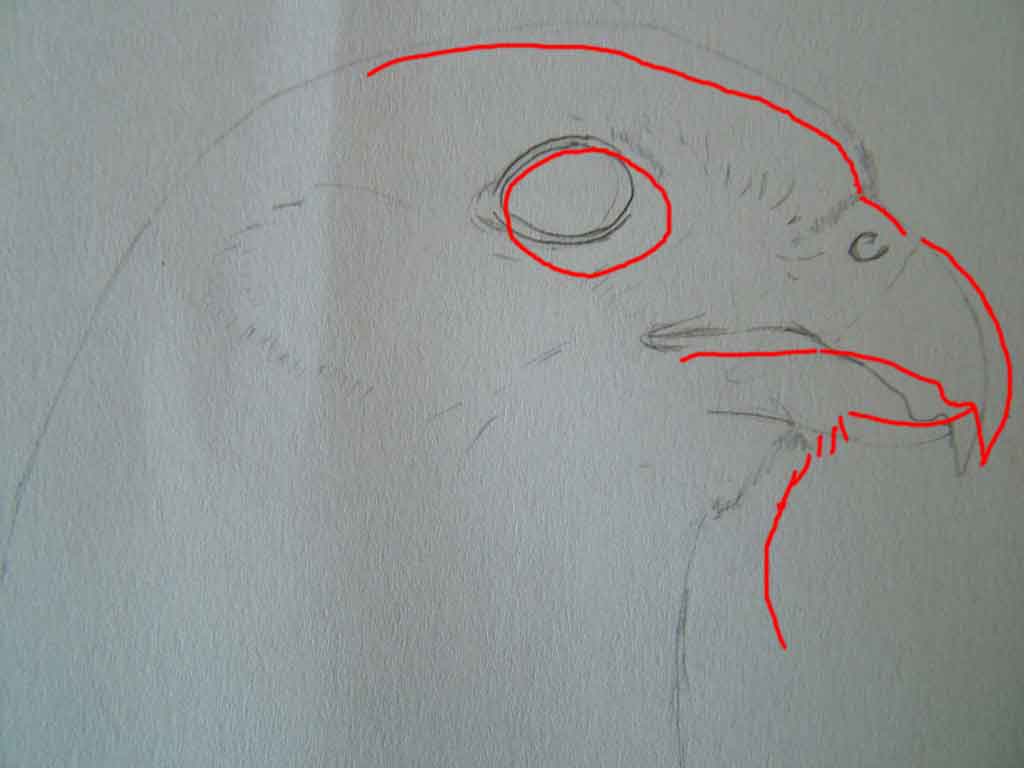 Disegnare gli uccelli - Prima lezione